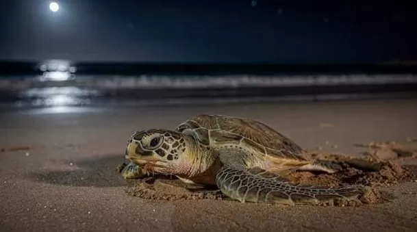 La reserva Ras Al Jinz es uno de los principales sitios de anidación de tortugas marinas de la región / OmanSpirit La reserva Ras Al Jinz es uno de los principales sitios de anidación de tortugas marinas de la región / OmanSpirit
