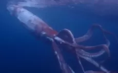 Japón:  El calamar gigante que sorprendió a buceadores  - Noticias de feriado