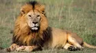 Un león fue sacrificado por escaparse de un zoológico en Canadá