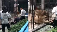 Leones atacan a niña durante visita a zoológico