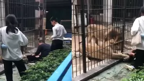 Leones atacan a niña durante visita en zoológico / Asia One 