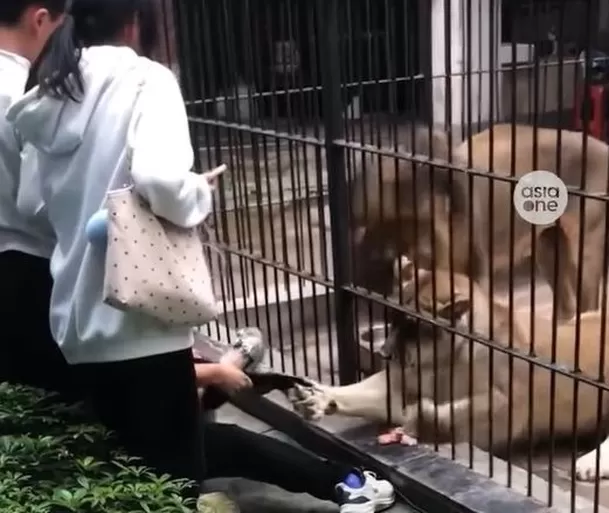 La niña de 10 años fue atacada por dos leones en el zoológico Shantou Zhongshan Park en Guangdong en China  / Captura