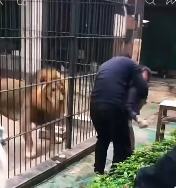 El ataque ocurrió cuando la pequeña intentaba darle de comer a un grupo de leones / Captura