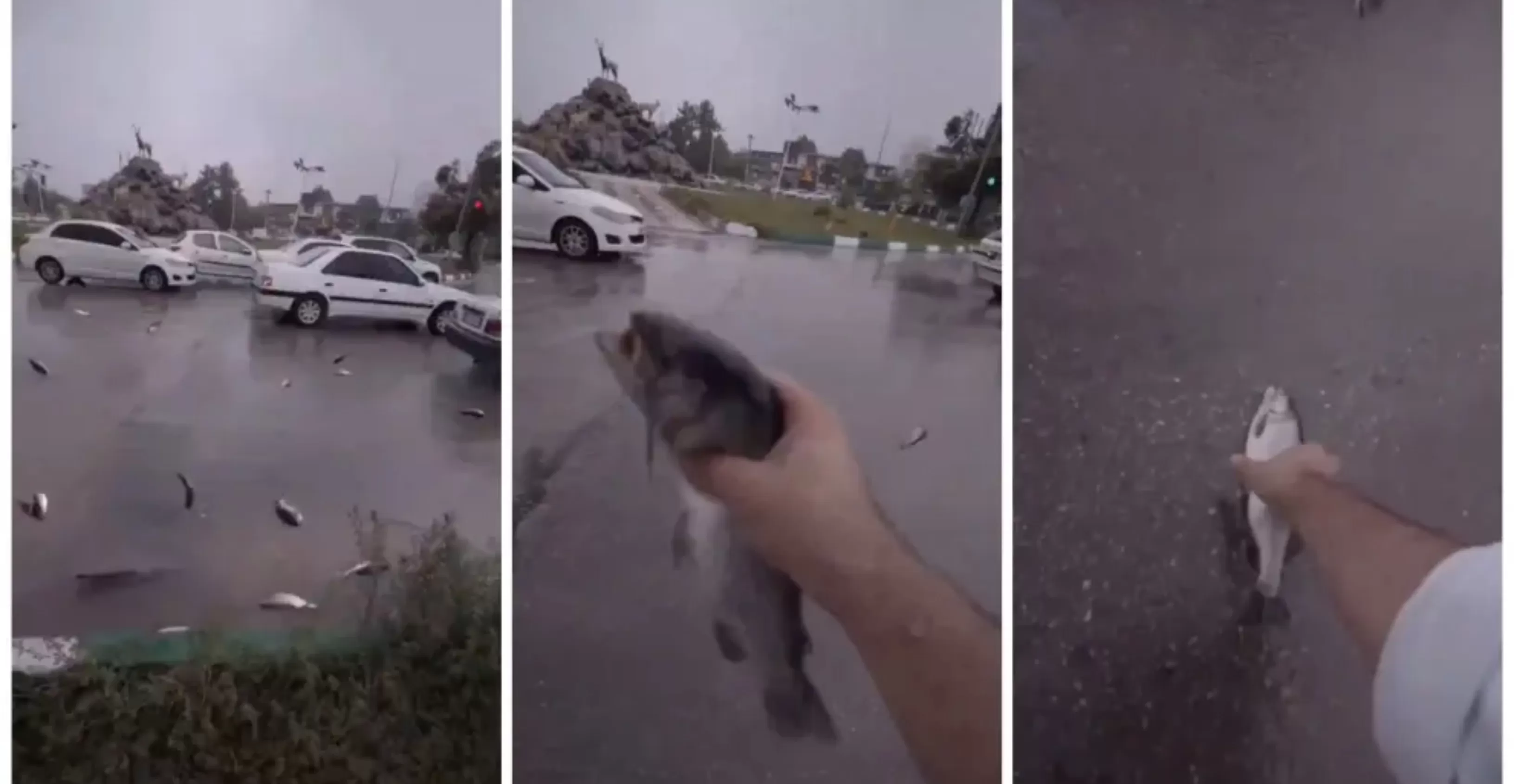 Lluvia de peces se registró en Irán / Redes sociales / @JeanSuriel