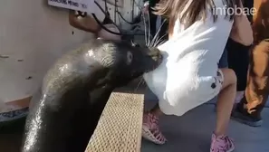 Lobo marino mordió y jaló al agua a niña. Video: Infobae