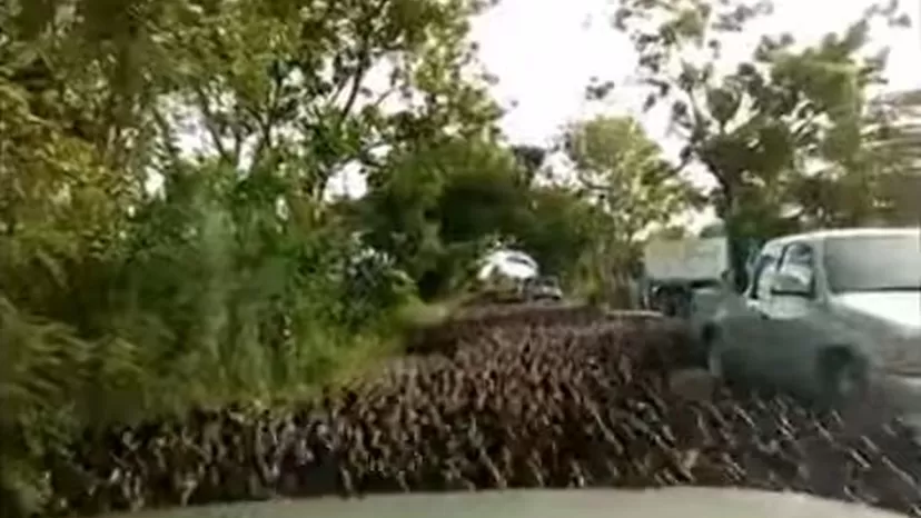 Más de 10 mil patos originan tráfico en una carretera