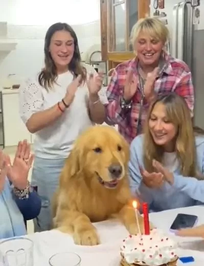 Perrito se emocionó tras sorpresa por su cumpleaños / Captura / @AlexaGomezDos