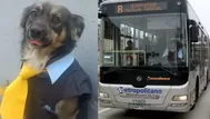 ¡Mi primera chamba! Perro vestido como conductor del Metropolitano se viraliza en redes 