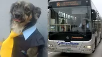 Perrito se viraliza en redes por vestimenta. Foto: TikTok