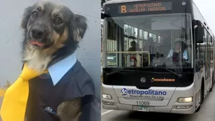 Perrito se viraliza en redes por vestimenta. Foto: TikTok