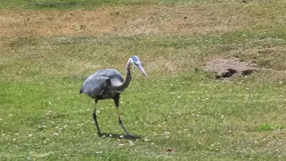 Mira cómo una garza se traga a una rata viva