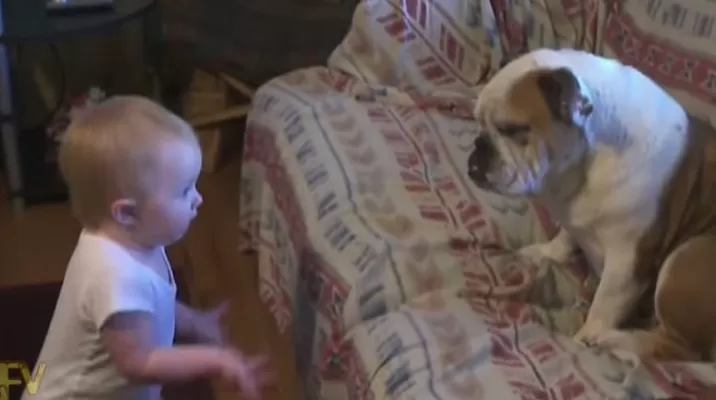 Mira a una niña discutir con su perro intensamente Mira a una niña discutir con su perro intensamente