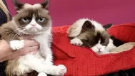 Murió 'Grumpy Cat', la gata que tenía millones de seguidores en la red