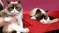 Murió 'Grumpy Cat', la gata que tenía millones de seguidores en la red. Foto: EFE