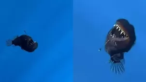 Finalmente, el pez diablo negro murió / Instagram