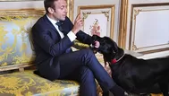 Nemo, el perro adoptado por el presidente Macron en Francia