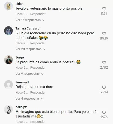 Usuarios de TikTok reaccionaron ante video de perro ebrio 