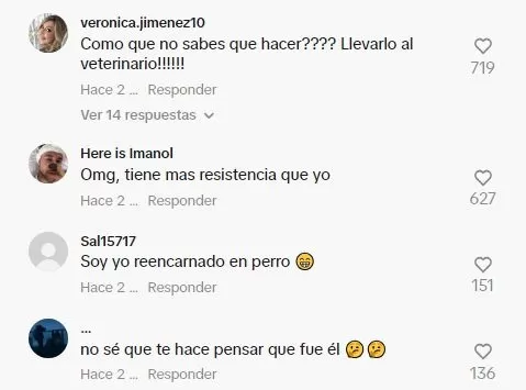 Así reaccionaron los usuarios de TikTok al ver video de perro bajo los efectos del alcohol 