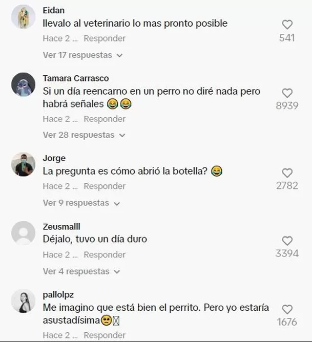 Usuarios de TikTok reaccionaron ante video de perro ebrio 