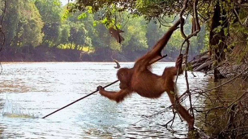 Orangután es captado usando una lanza para atrapar peces
