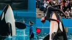 ¿Orca mató a entrenadora Jessica Radcliffe? Verdad de video viral