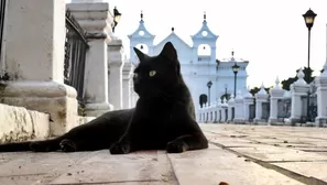 Gatos cuidan tumbas en pueblo de Colombia. Video: AFP