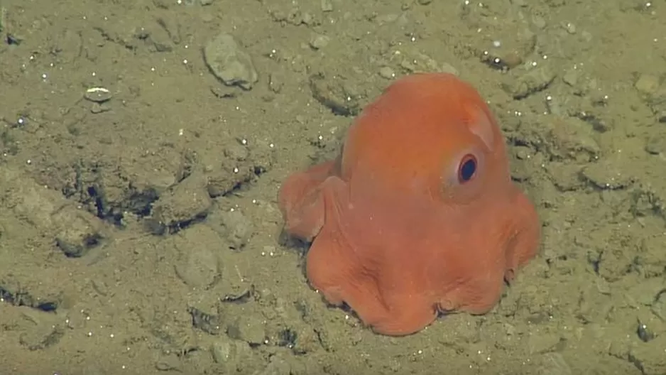 Pequeño pulpo es tan lindo que los científicos quieren llamarlo 'adorabilis'