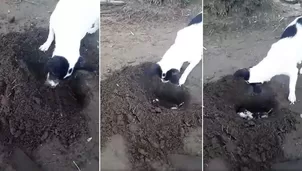 Perra cava una tumba y entierra a su cachorro fallecido. Foto: Captura