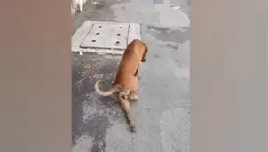 Perro 'finge' tener una pata rota para conseguir comida y atención de transeúntes. Foto: captura/Video: World News