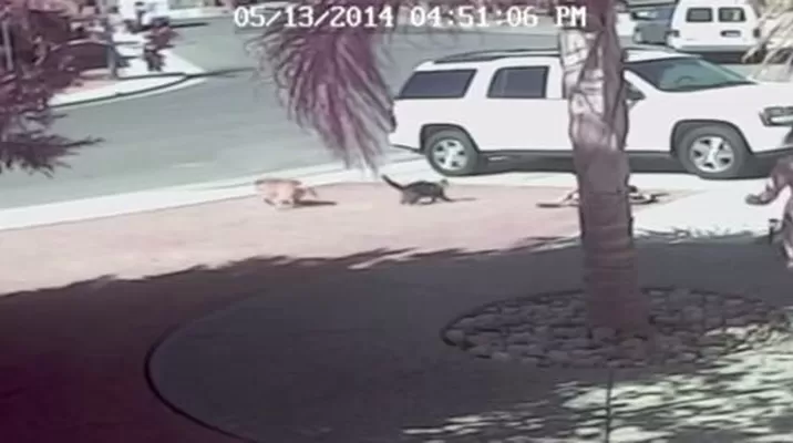 El perro que atacó a un niño y fue ahuyentado por una gata fue sacrificado El perro que atacó a un niño y fue ahuyentado por una gata fue sacrificado