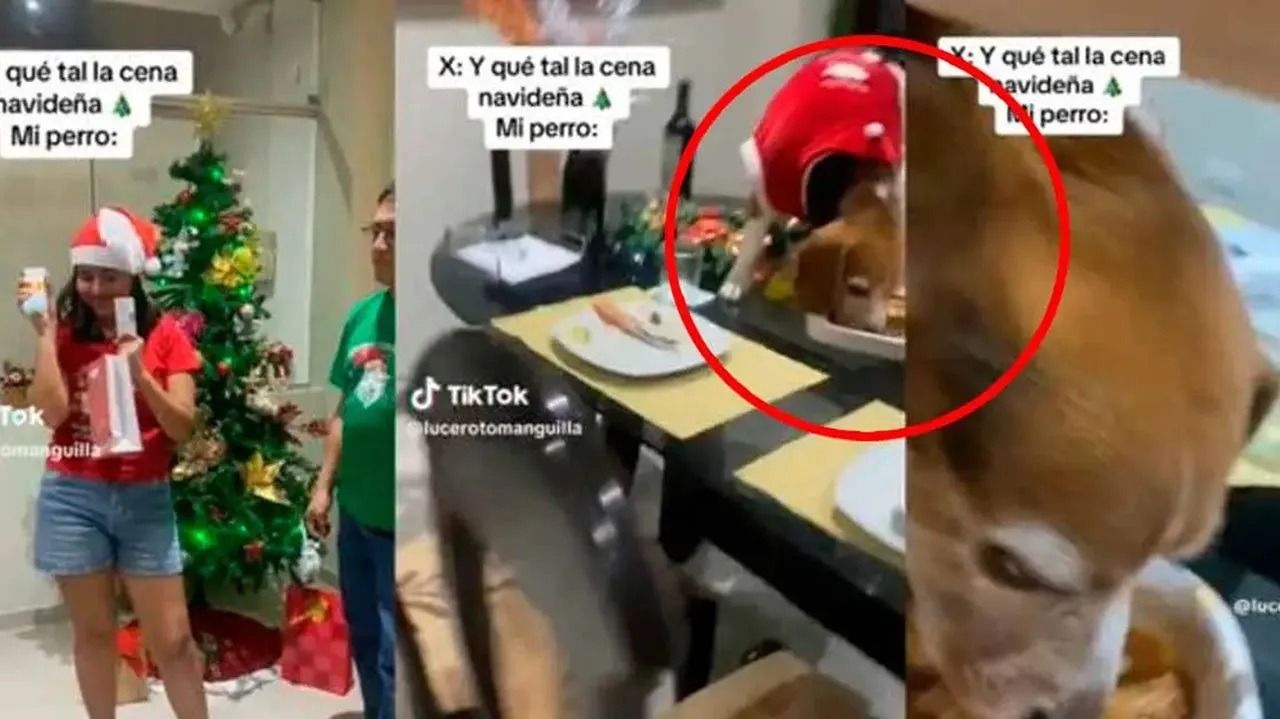 Perro se comió cena de Navidad mientras sus dueños intercambiaban regalos