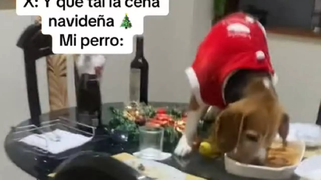 Draco se comió la cena de Navidad mientras todos intercambiaban regalos. Fuente: Tiktok