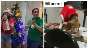 Perro comió cena de Navidad mientras dueños abrían regalos. Fuente: tiktok