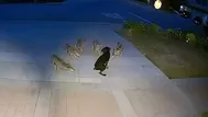 Un perro sobrevivió al ataque de cinco coyotes por 45 minutos