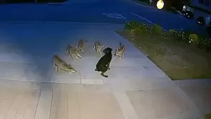 Un perro sobrevivió al ataque de cinco coyotes por 45 minutos. Fuente: 