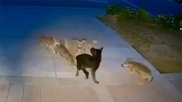 Perro sobrevivió tras enfrentarse a cinco coyotes durante 45 minutos. Fuente: Captura