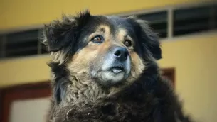 Olga, la querida mascota de la Universidad Nacional Mayor de San Marcos (UNMSM), más conocida como 'Perrovaca', falleció la tarde de este jueves. Foto: Pedro Franceso