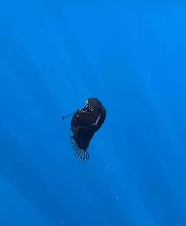Los expertos y científicos marinos tienen varias teorías sobre la presencia del pez diablo negro en la superficie / Captura
