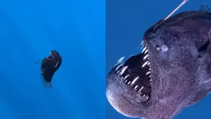 Sorprende el tamaño real del pez diablo negro / Instagram / TikTok: @dongoyo_tv