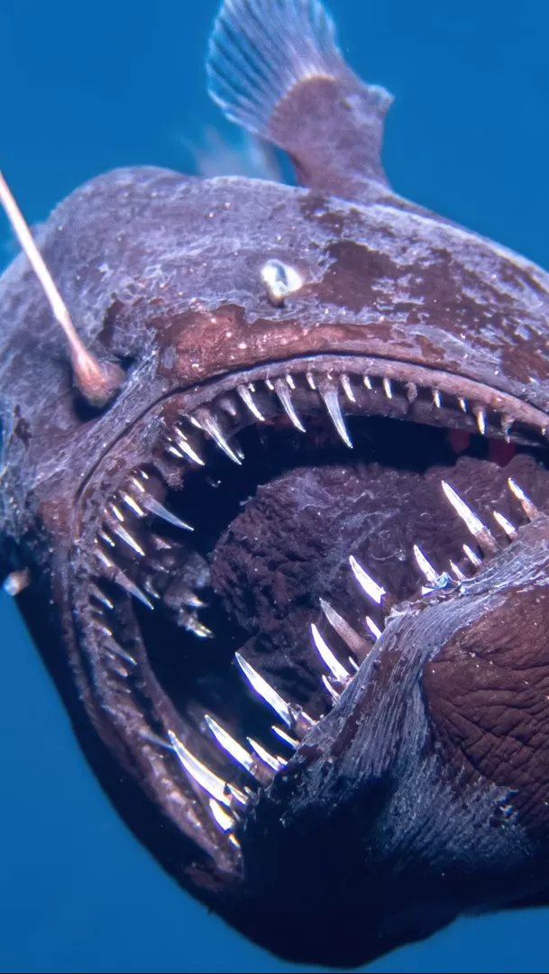 El pasado 26 de enero, se vio por primera vez al pez diablo negro en las playas de Tenerife, en España / Instagram