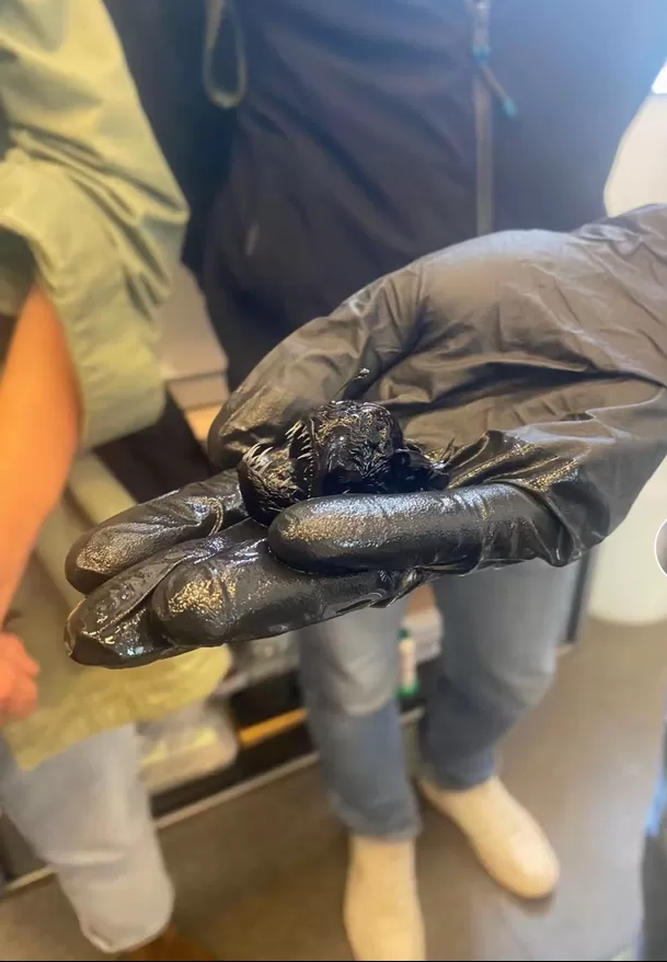 Tamaño real del pez diablo negro se viralizó en redes sociales / X: @drcuadradogs