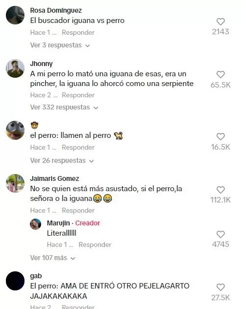 Las reacciones ante pelea de perro con lagarto 