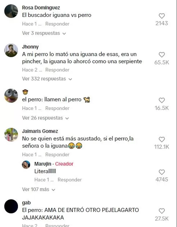 Las reacciones ante pelea de perro con lagarto 