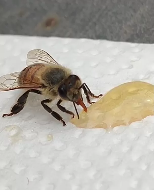 El video de una abeja que se hizo viral / TikTok @luca.vlzz