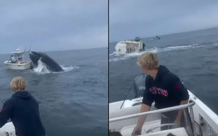 Ballena volteó barco y el video se hizo viral / CBS