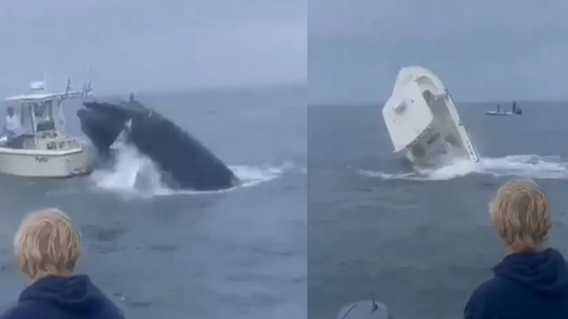 ¡Qué miedo! Ballena jorobada volteó barco y video se hizo viral