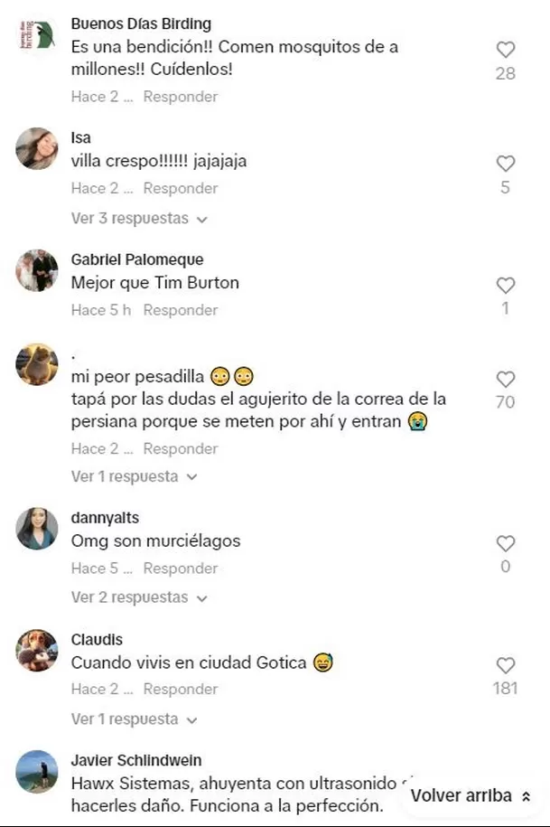 Algunos cibernautas le recomendaron a la mujer tener cuidado con que un murciélago ingrese a su departamento / TikTok