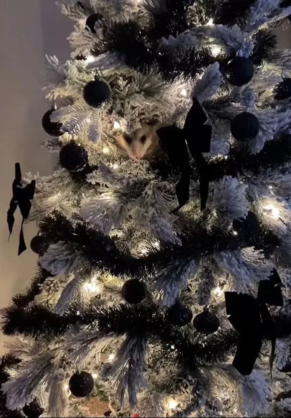 Mujer encontró zarigüeya en su árbol de Navidad / TikTok