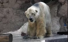 Realizan campaña para rescatar a oso polar deprimido - Noticias de oso