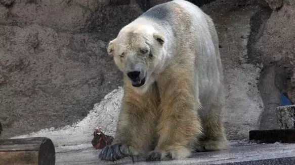 Realizan campaña para rescatar a oso polar deprimido